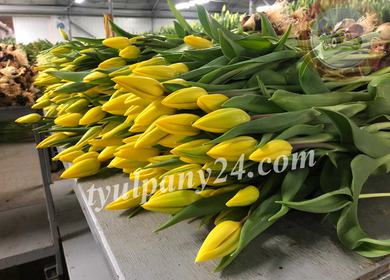 Открыт прием заказов на тюльпаны к 8 марта 2024г!