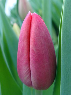 Купить тюльпаны KUNG-FU оптом в Барнауле