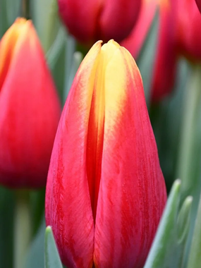 Купить тюльпаны HENNIE V.D. MOST оптом в Барнауле