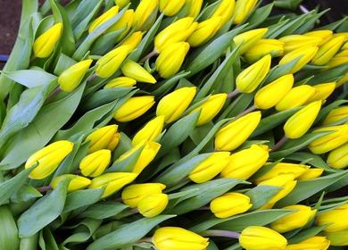 Разрушаем миф о желтых тюльпанах!