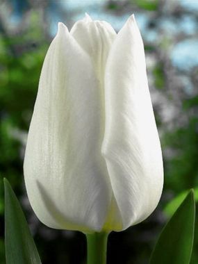 Купить тюльпаны SNOW LADY оптом в Барнауле