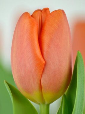 Купить тюльпаны TIME OUT оптом в Барнауле