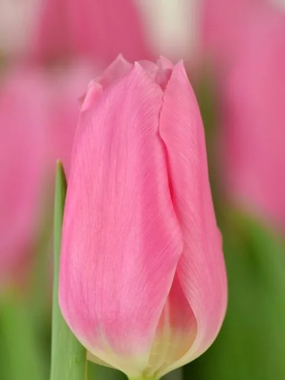 Купить тюльпаны MATCHMAKER оптом в Барнауле