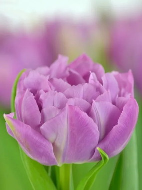 Купить тюльпаны DOUBLE PRICE оптом в Барнауле