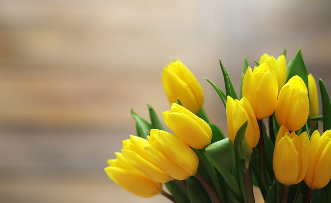 Тюльпаны премиальных сортов от <span>83₽</span>