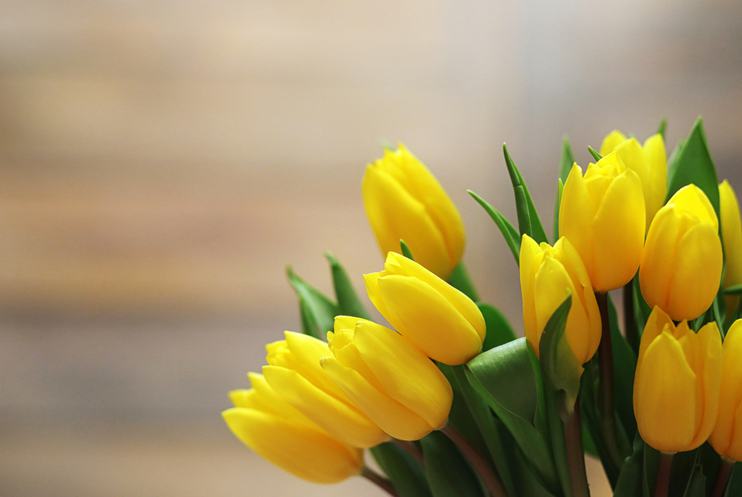 Тюльпаны премиальных сортов от <span>83₽</span>