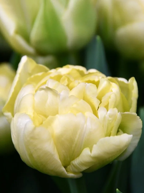 Купить тюльпаны AVANT GARDE оптом в Барнауле