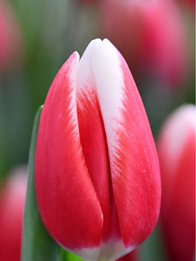 Купить тюльпаны PAUL MCCARTNEY оптом в Барнауле