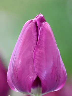 Купить тюльпаны PURPLE ANGEL оптом в Барнауле