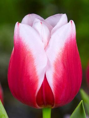 Купить тюльпаны DUTCH DESIGN оптом в Барнауле