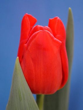 Купить тюльпаны SUNBELT оптом в Барнауле