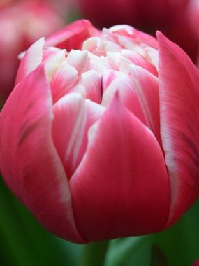 Купить тюльпаны COLUMBUS оптом в Барнауле