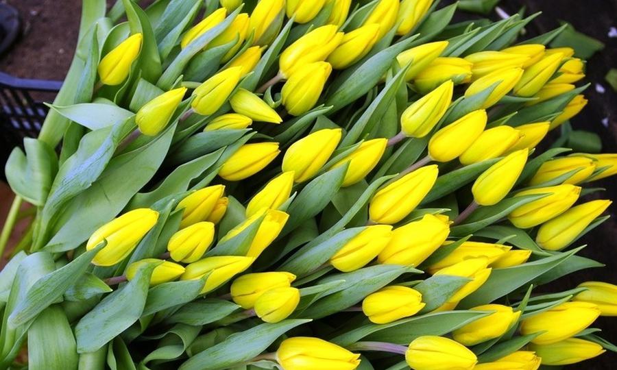 Разрушаем миф о желтых тюльпанах!