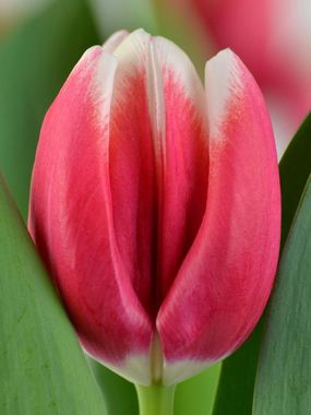 Купить тюльпаны LECH WALESA оптом в Барнауле