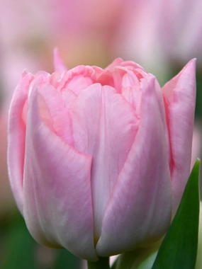 Купить тюльпаны DREAMER оптом в Барнауле