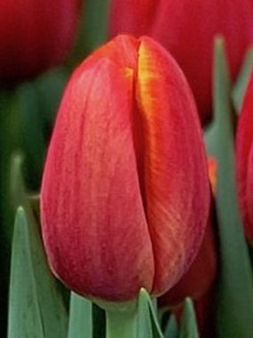 Купить тюльпаны POWER PLAY оптом в Барнауле