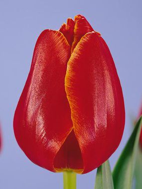 Купить тюльпаны VERANDI оптом в Барнауле