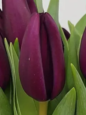 Купить тюльпаны NIGHT VISION оптом в Барнауле