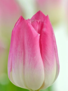 Купить тюльпаны MEMPHIS оптом в Барнауле