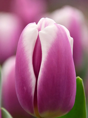 Купить тюльпаны LIBRIJE оптом в Барнауле