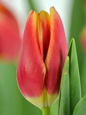 Купить тюльпаны BUSTER оптом в Барнауле