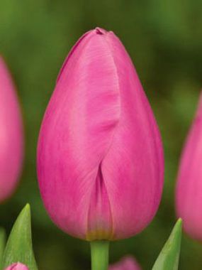 Купить тюльпаны PINK TWIST оптом в Барнауле